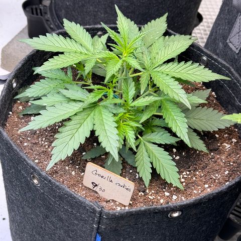 1st gorilla cookies (1 plant) growlog timeline photo