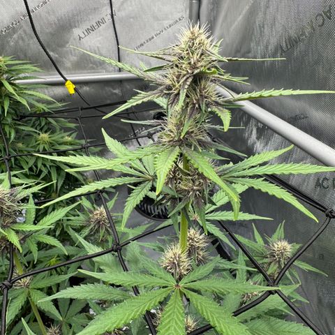 Gorilla Punch Auto growlog timeline photo