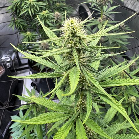 Gorilla Punch Auto growlog timeline photo