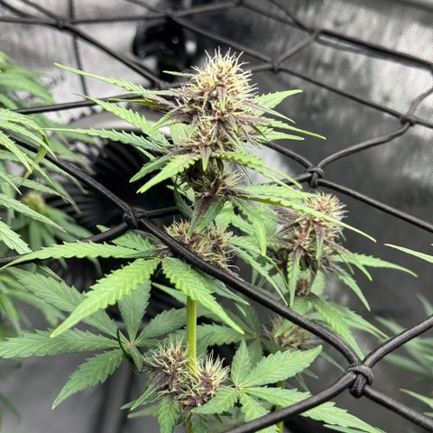 Gorilla Punch Auto growlog timeline photo