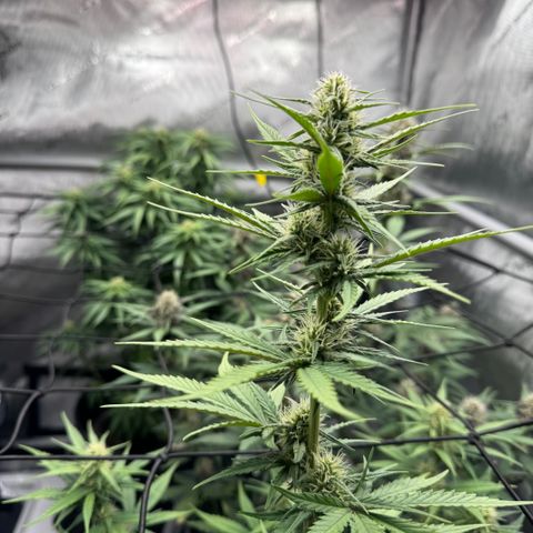 Gorilla Punch Auto growlog timeline photo