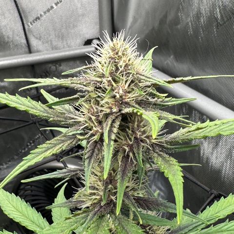 Gorilla Punch Auto growlog timeline photo