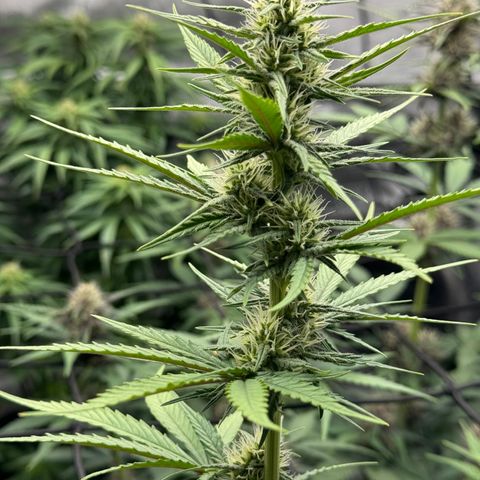 Gorilla Punch Auto growlog timeline photo