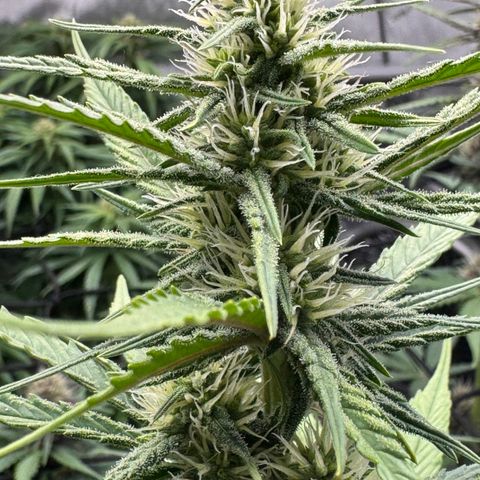 Gorilla Punch Auto growlog timeline photo