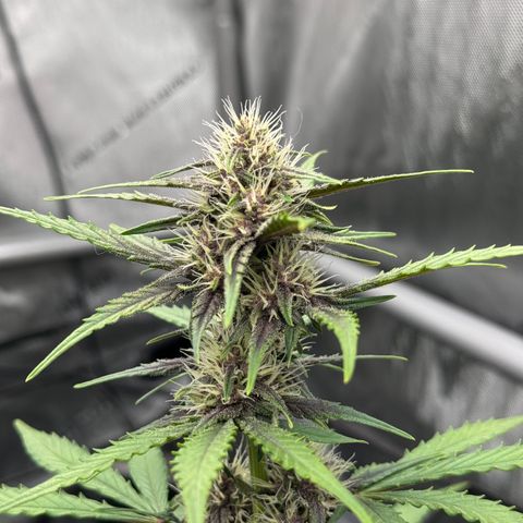 Gorilla Punch Auto growlog timeline photo