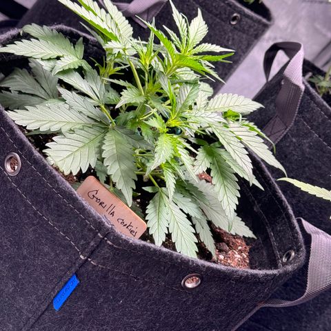 1st gorilla cookies (1 plant) growlog timeline photo