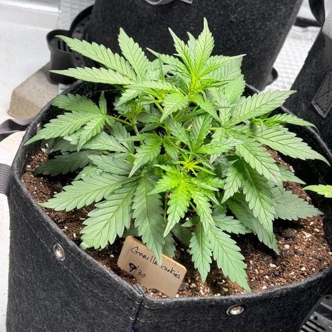 1st gorilla cookies (1 plant) growlog timeline photo