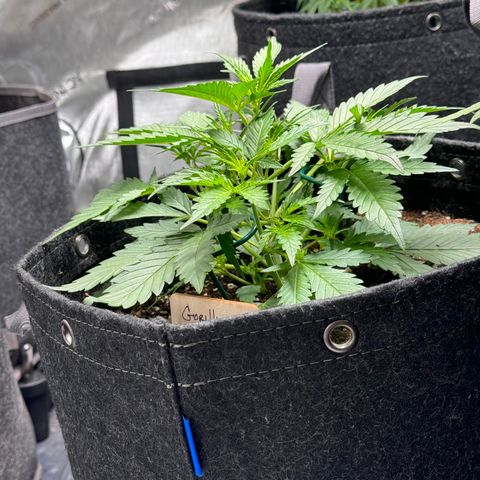 1st gorilla cookies (1 plant) growlog timeline photo