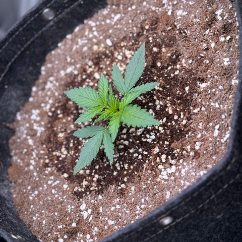 1st gorilla cookies (1 plant) growlog timeline photo
