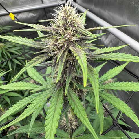 Gorilla Punch Auto growlog timeline photo