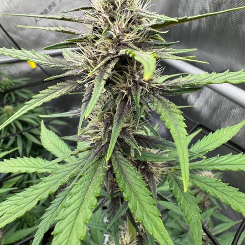 Gorilla Punch Auto growlog timeline photo