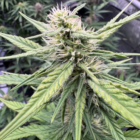 Gorilla Punch Auto growlog timeline photo