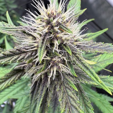 Gorilla Punch Auto growlog timeline photo