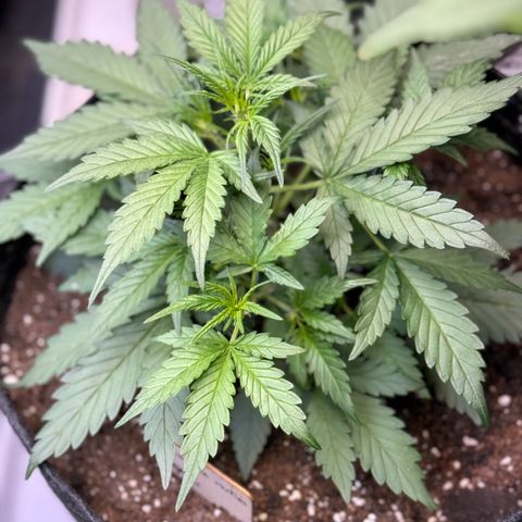 1st gorilla cookies (1 plant) growlog timeline photo