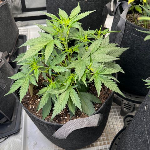 1st gorilla cookies (1 plant) growlog timeline photo