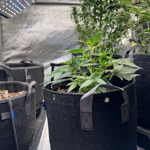 1st gorilla cookies (1 plant) growlog timeline photo