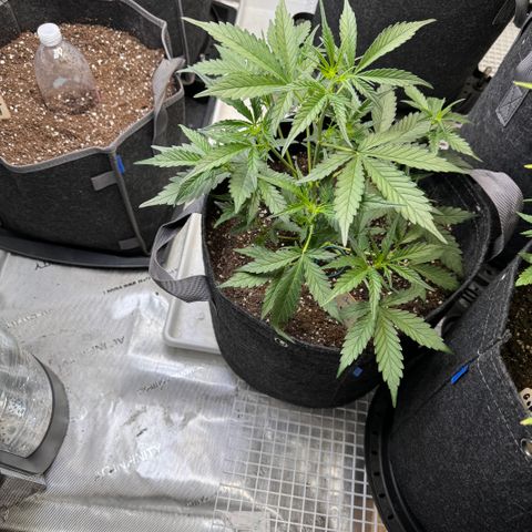 1st gorilla cookies (1 plant) growlog timeline photo