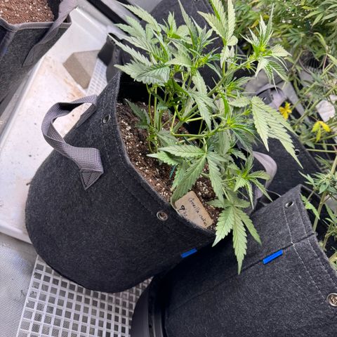 1st gorilla cookies (1 plant) growlog timeline photo