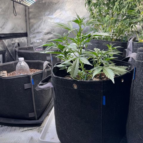 1st gorilla cookies (1 plant) growlog timeline photo