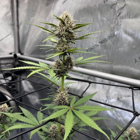 Gorilla Punch Auto growlog timeline photo
