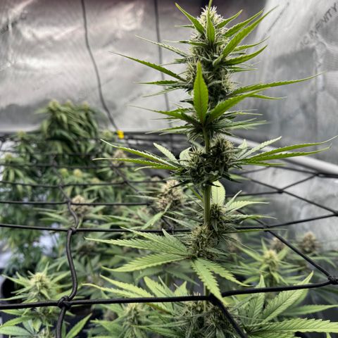 Gorilla Punch Auto growlog timeline photo