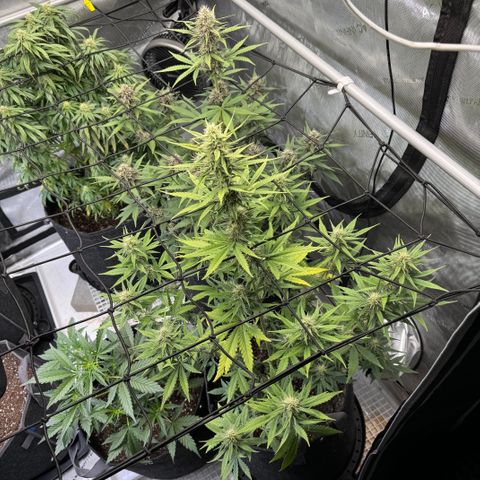 Gorilla Punch Auto growlog timeline photo