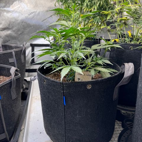 1st gorilla cookies (1 plant) growlog timeline photo