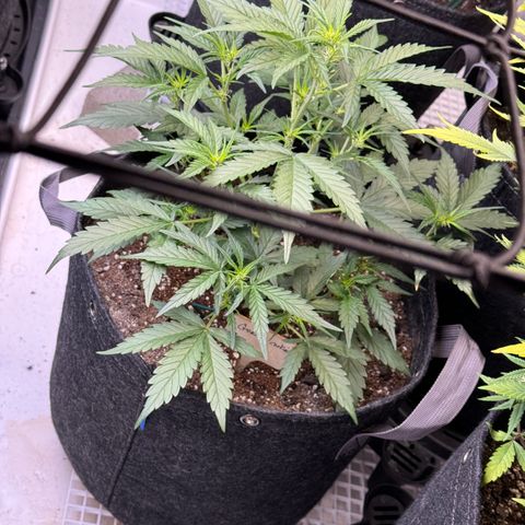 1st gorilla cookies (1 plant) growlog timeline photo