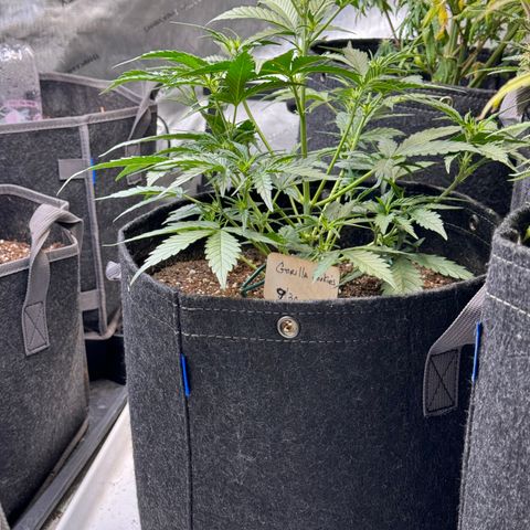 1st gorilla cookies (1 plant) growlog timeline photo