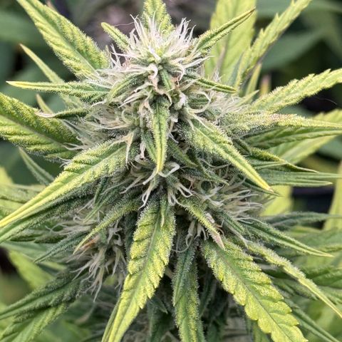 Gorilla Punch Auto growlog timeline photo