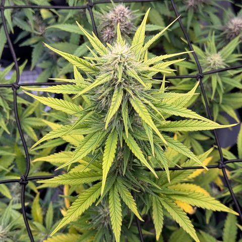 Gorilla Punch Auto growlog timeline photo