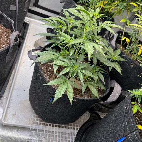 1st gorilla cookies (1 plant) growlog timeline photo
