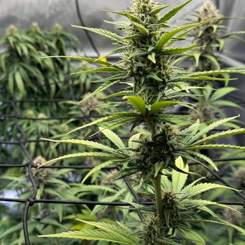 Gorilla Punch Auto growlog timeline photo