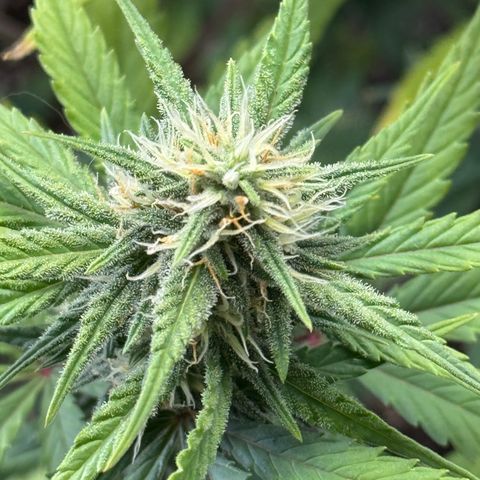Gorilla Punch Auto growlog timeline photo