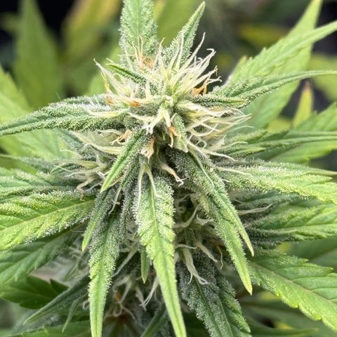 Gorilla Punch Auto growlog timeline photo
