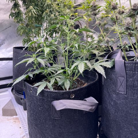 1st gorilla cookies (1 plant) growlog timeline photo