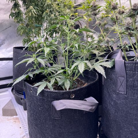 1st gorilla cookies (1 plant) growlog timeline photo