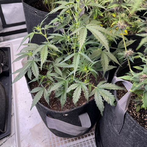 1st gorilla cookies (1 plant) growlog timeline photo
