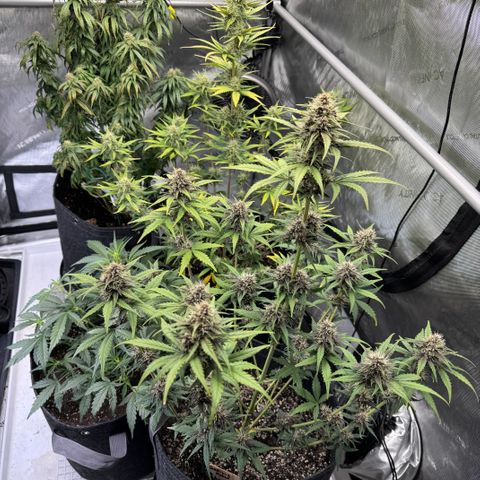 Gorilla Punch Auto growlog timeline photo