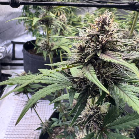 Gorilla Punch Auto growlog timeline photo