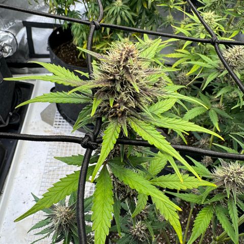 Gorilla Punch Auto growlog timeline photo