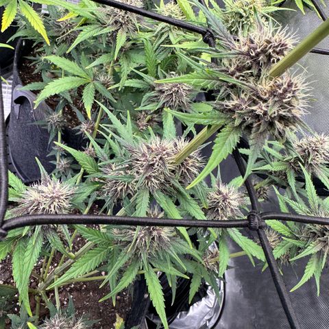 Gorilla Punch Auto growlog timeline photo