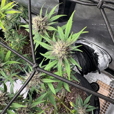 Gorilla Punch Auto growlog timeline photo