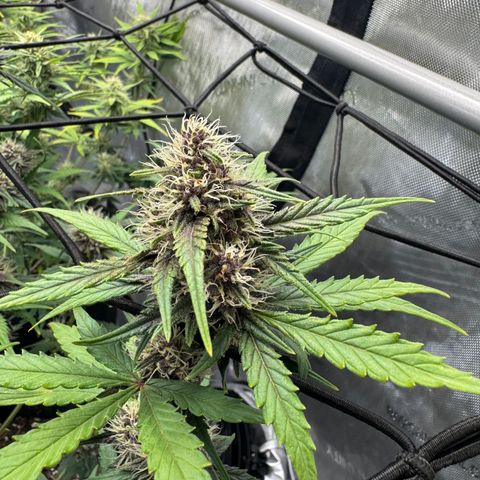 Gorilla Punch Auto growlog timeline photo