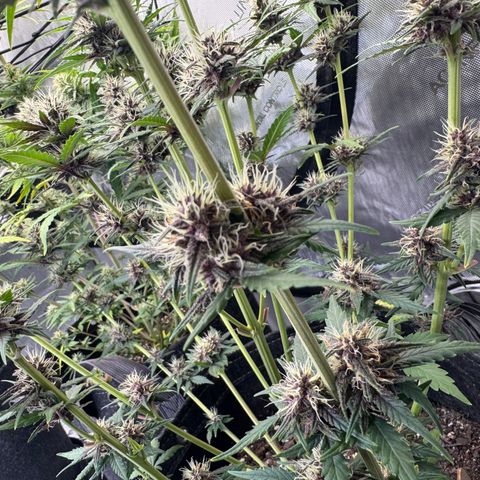 Gorilla Punch Auto growlog timeline photo