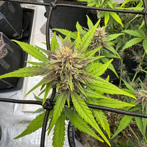 Gorilla Punch Auto growlog timeline photo