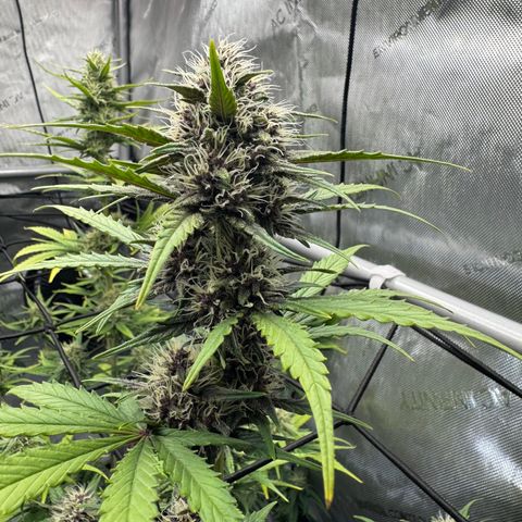 Gorilla Punch Auto growlog timeline photo
