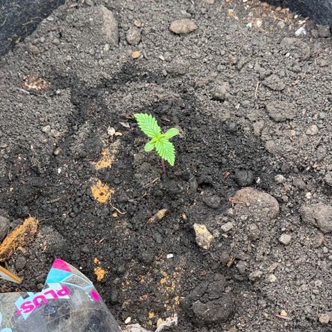 Blueberry Auto growlog timeline photo