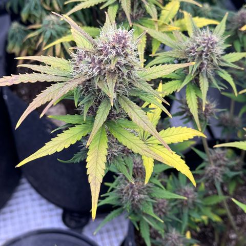 Gorilla Punch Auto growlog timeline photo