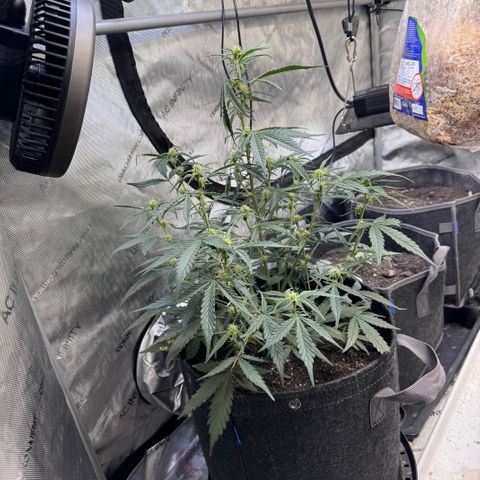 1st gorilla cookies (1 plant) growlog timeline photo